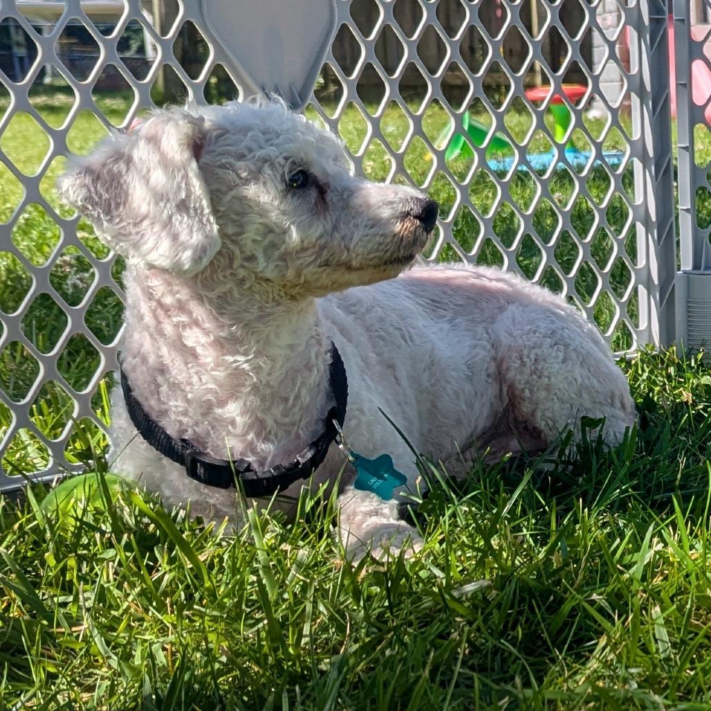 Enlarge Plum Precious, a Adoptable Bichon Frise in Cincinnati, OH image 3/4