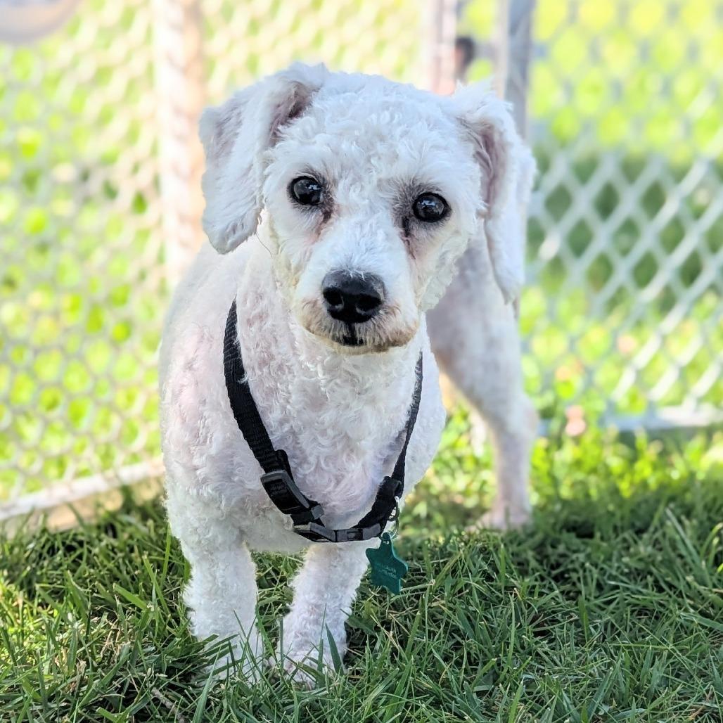 Enlarge Plum Precious, a Adoptable Bichon Frise in Cincinnati, OH image 4/4