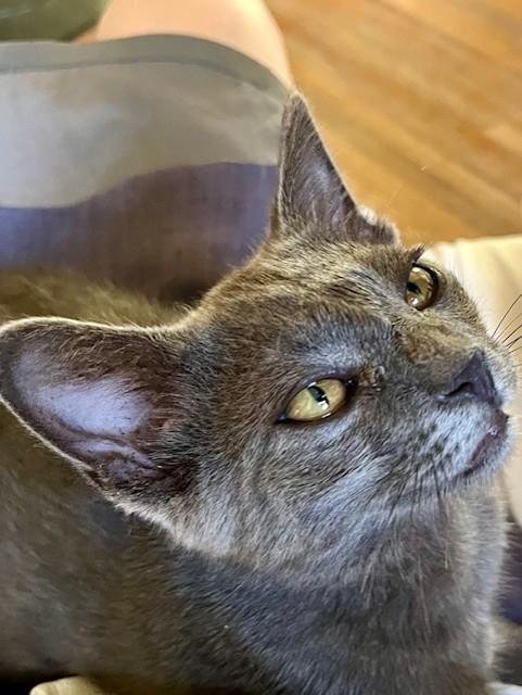 Panda& Gregory thumbnail 2