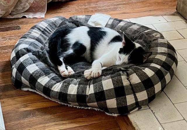 Panda& Gregory, an adoptable Domestic Short Hair, Silver in Nashville, TN, 37211 | Photo Image 3
