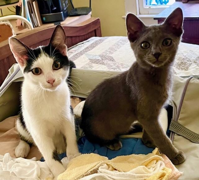 Panda& Gregory, an adoptable Domestic Short Hair, Silver in Nashville, TN, 37211 | Photo Image 4