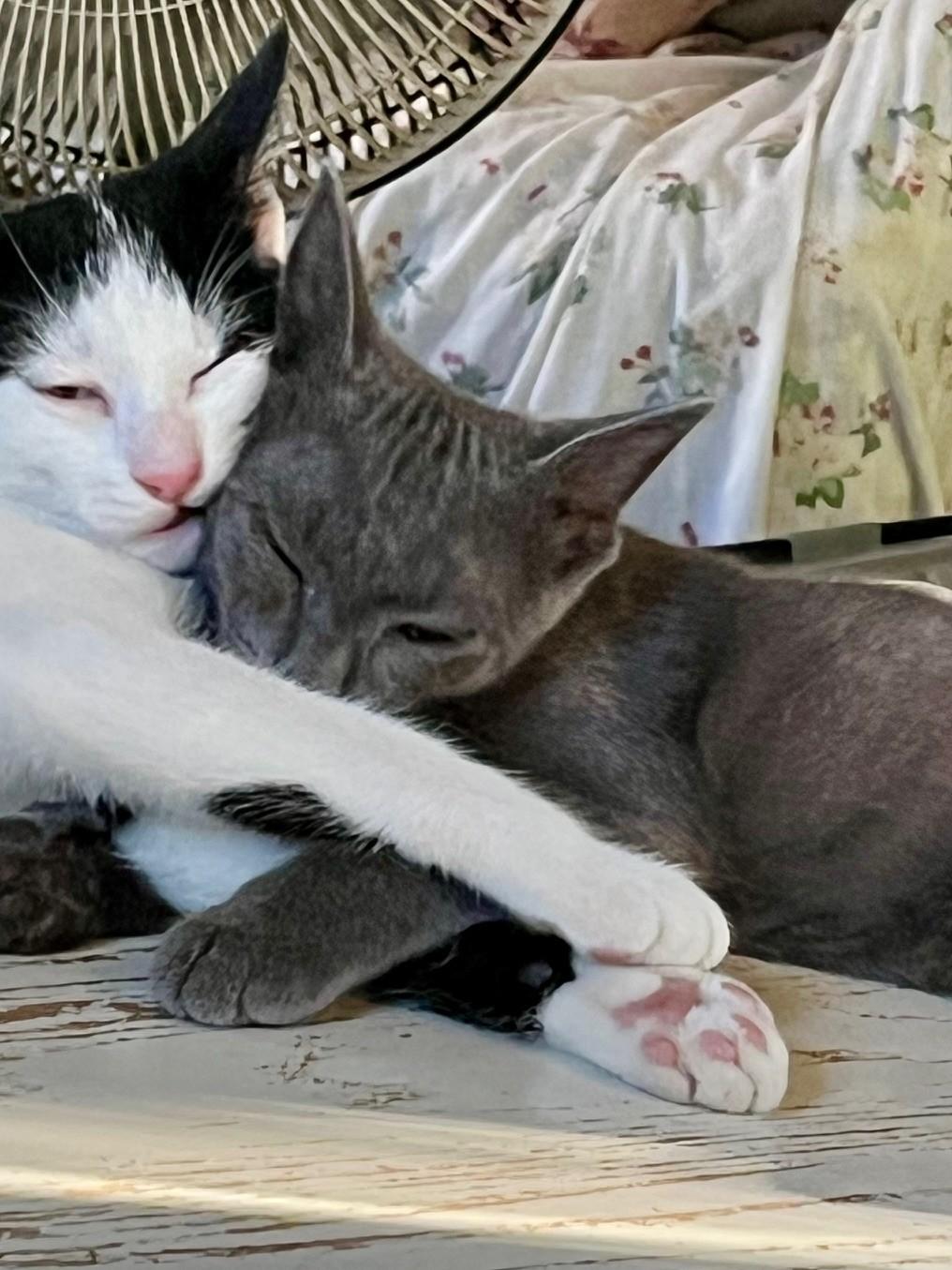 Panda& Gregory, an adoptable Domestic Short Hair, Silver in Nashville, TN, 37211 | Photo Image 1