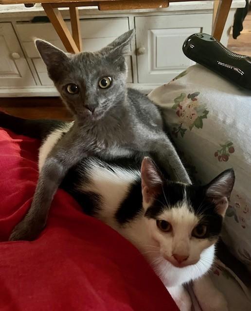 Panda& Gregory, an adoptable Domestic Short Hair, Silver in Nashville, TN, 37211 | Photo Image 5