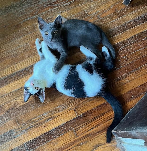 Panda& Gregory, an adoptable Domestic Short Hair, Silver in Nashville, TN, 37211 | Photo Image 6