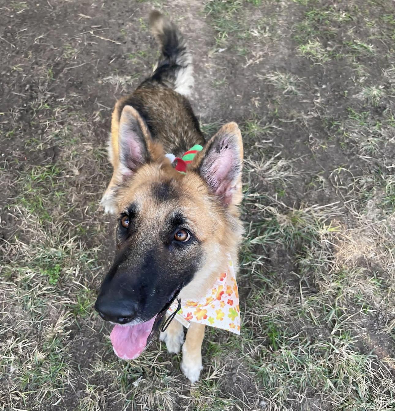 Enlarge Daisy, a ADOPTABLE German Shepherd Dog in Kankakee, IL image 1/2