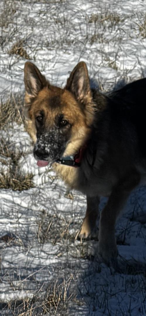 Enlarge Daisy, a ADOPTABLE German Shepherd Dog in Kankakee, IL image 5/5