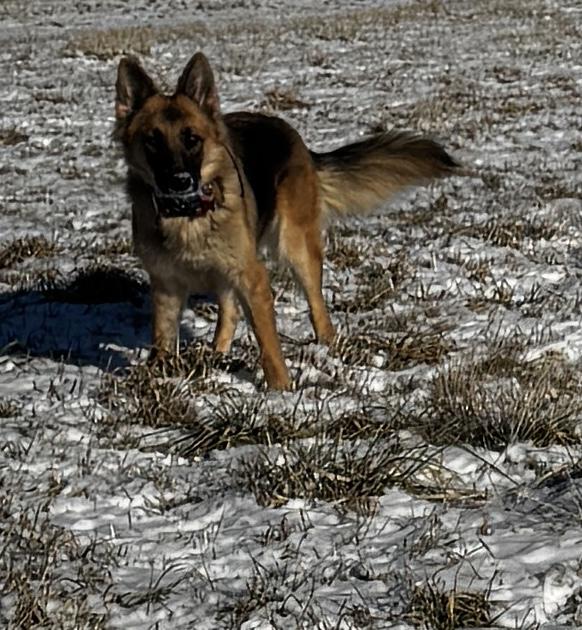 Enlarge Daisy, a ADOPTABLE German Shepherd Dog in Kankakee, IL image 1/5