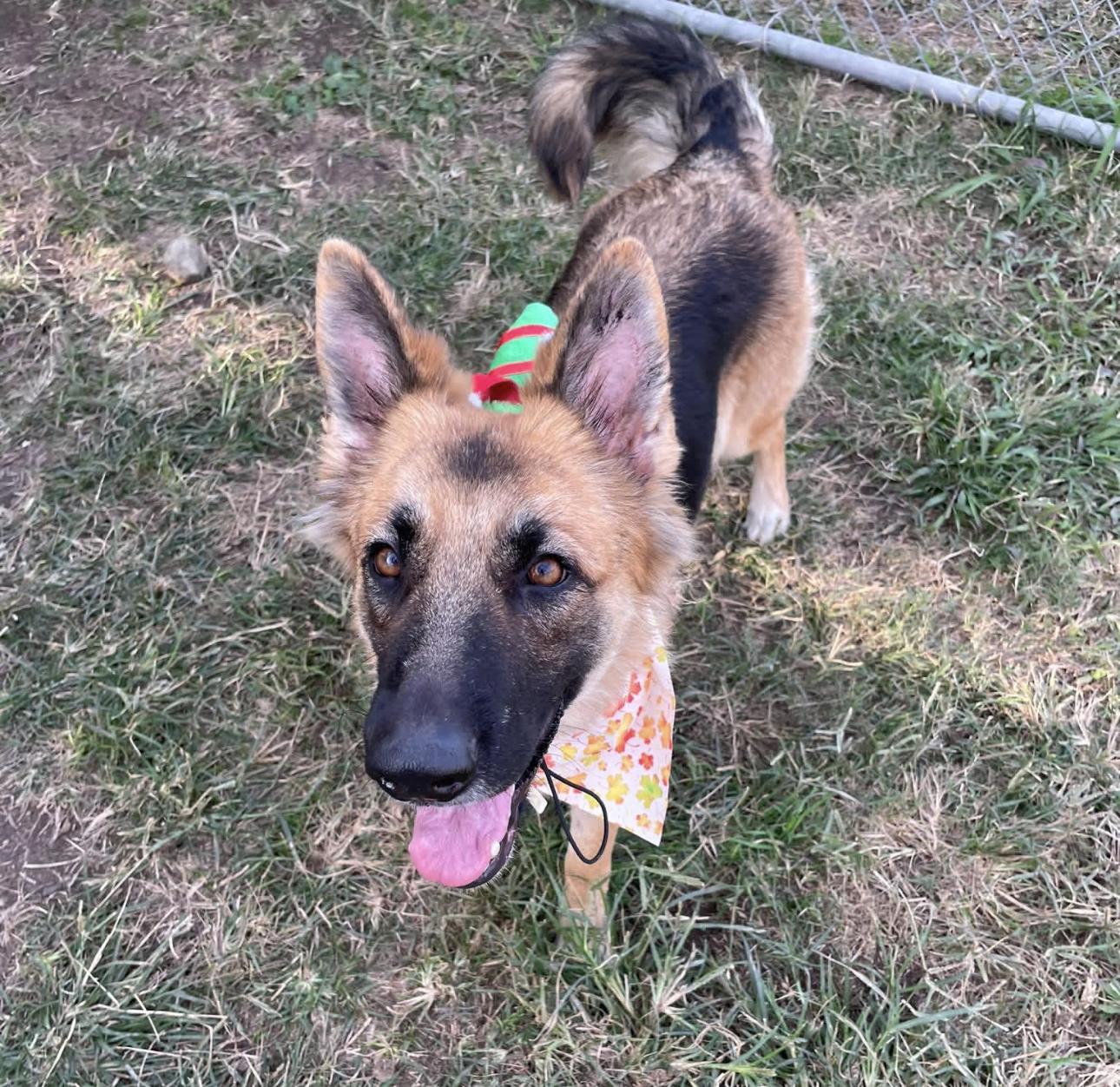 Enlarge Daisy, a ADOPTABLE German Shepherd Dog in Kankakee, IL image 2/2