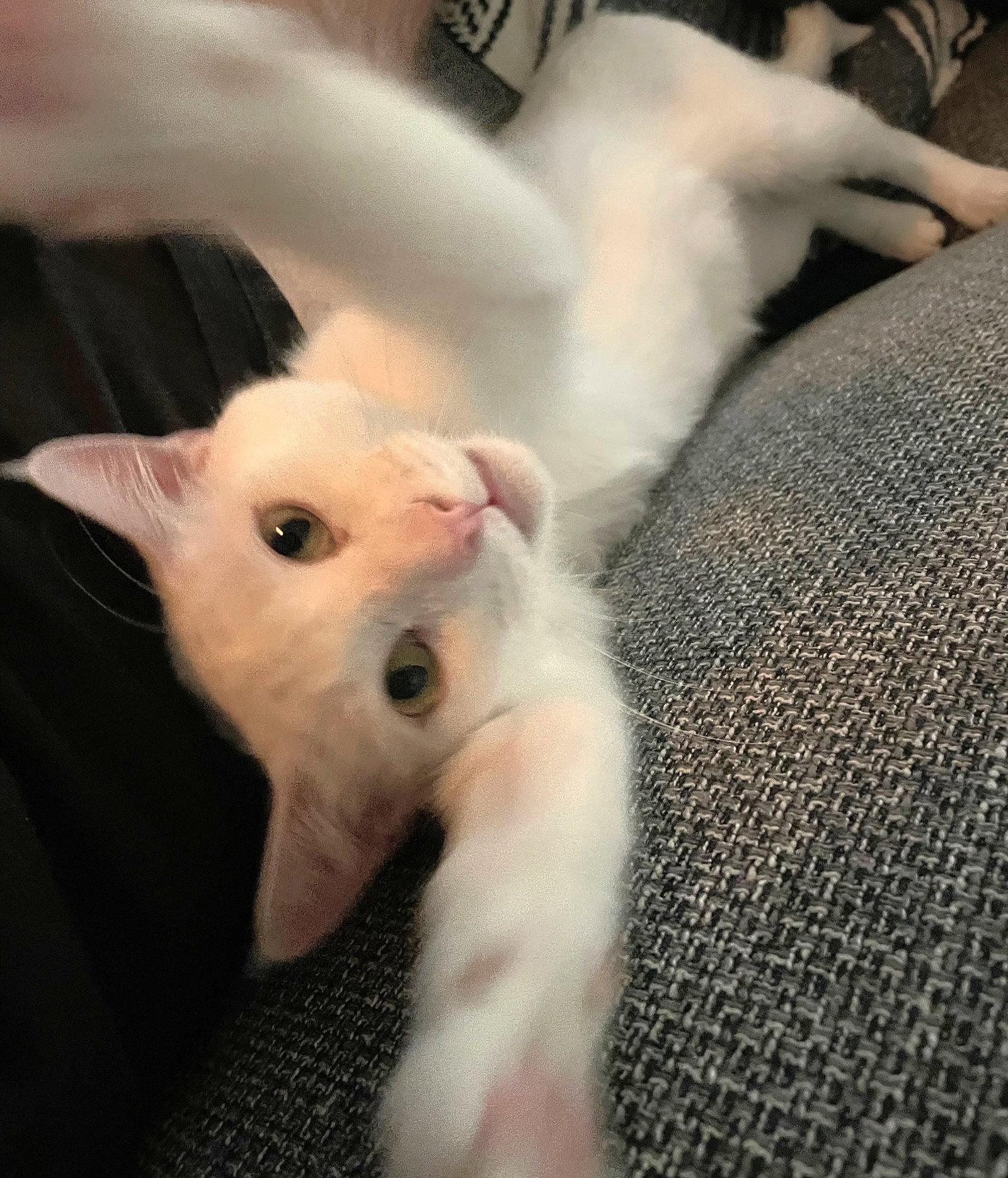 Yuki, Adoptable, Young Male Domestic Short Hair.