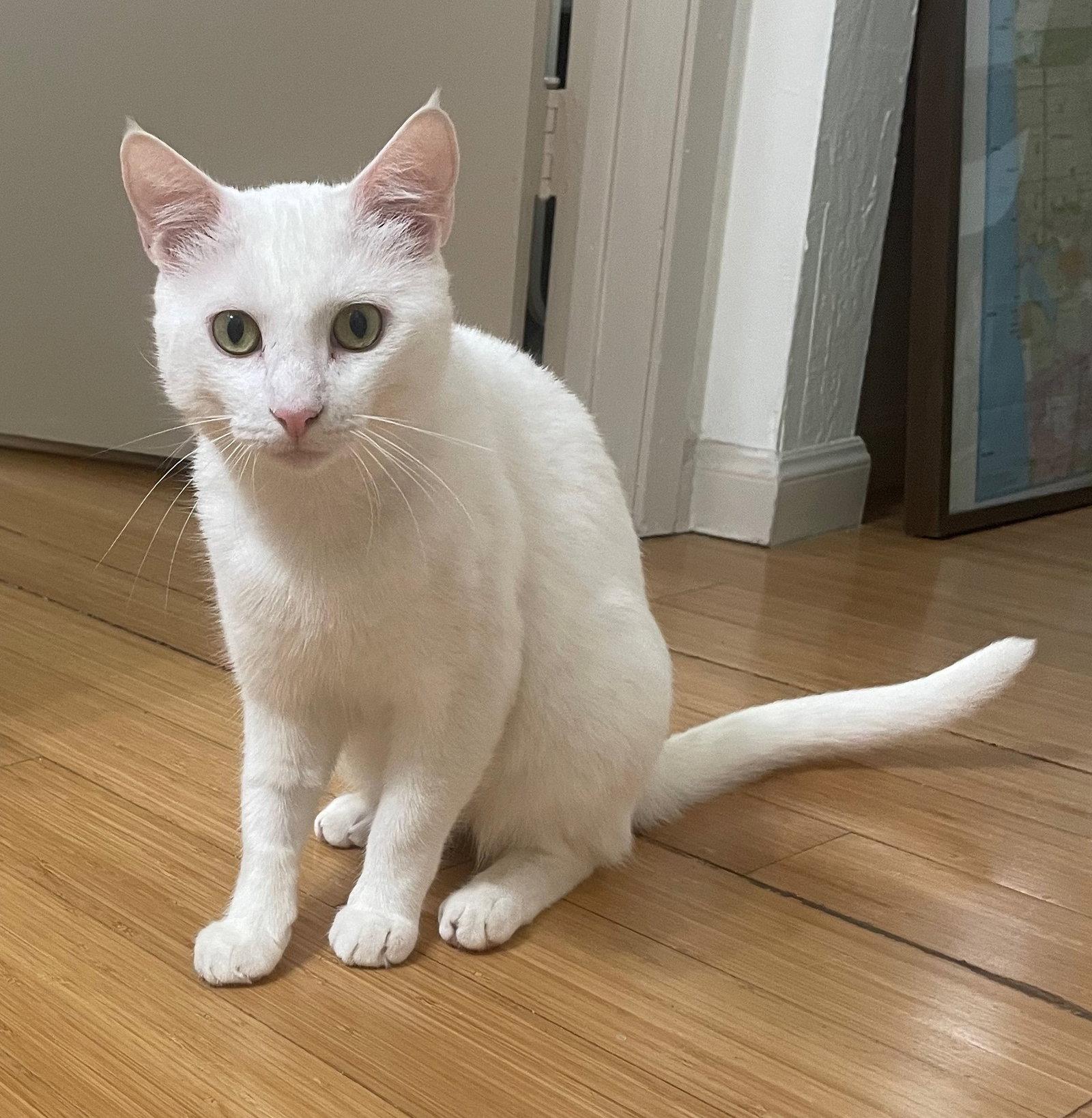 Yuki, a Adoptable Domestic Short Hair in Oakland, CA image 2/3