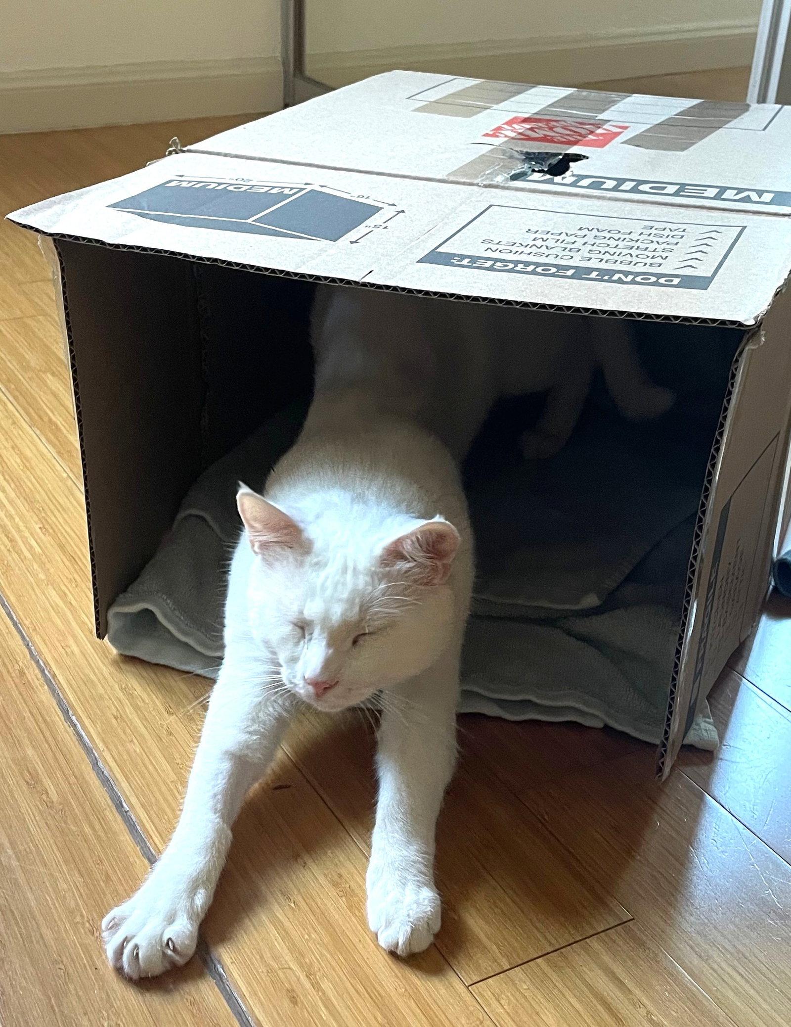 Yuki, a Adoptable Domestic Short Hair in Oakland, CA image 3/3