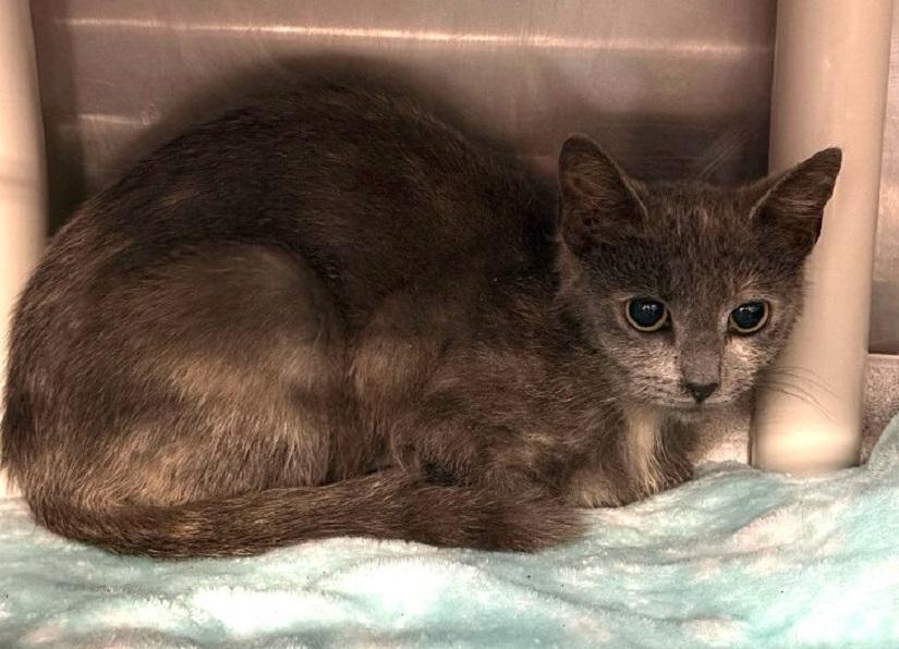 MIINNIE, adoptable, Young Female Domestic Medium Hair.