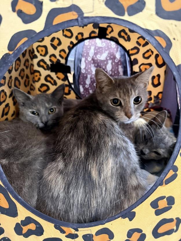 MIINNIE, adoptable, Young Female Domestic Medium Hair.