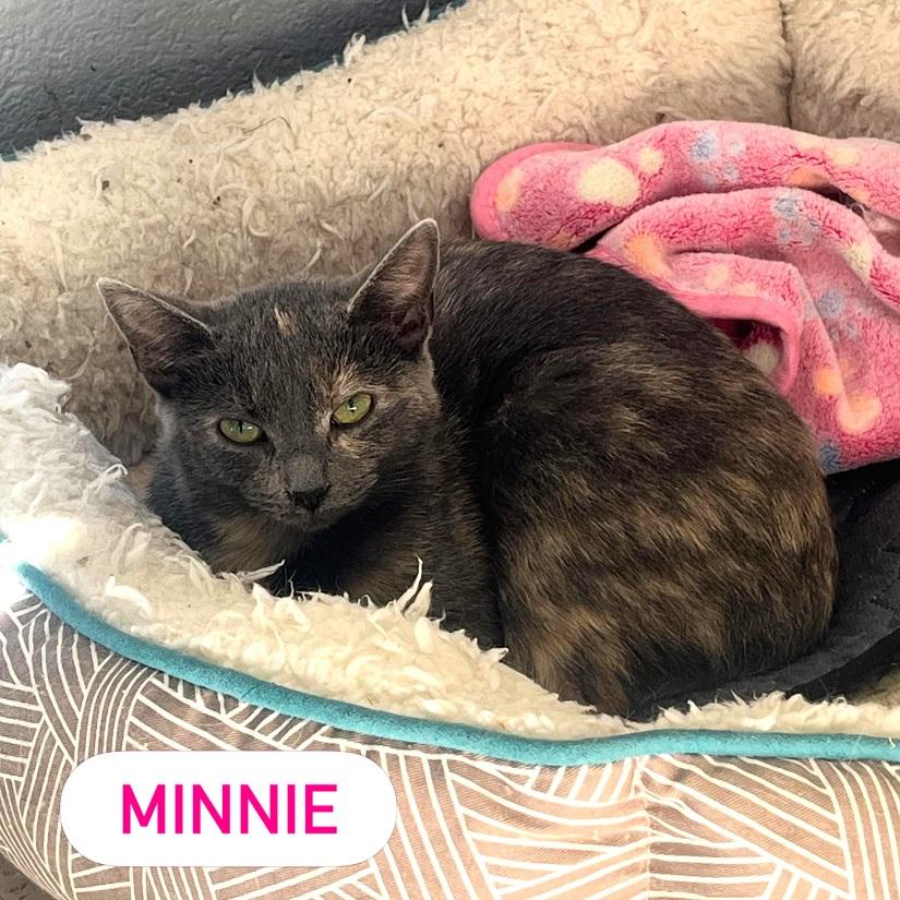 Enlarge MIINNIE, an adoptable Domestic Medium Hair in Pegram, TN image 4/4
