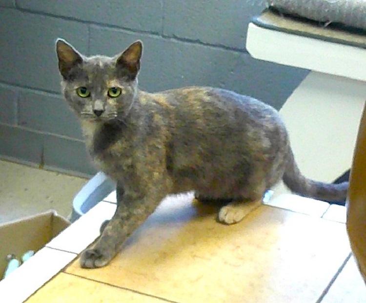 MIINNIE, adoptable, Young Female Domestic Medium Hair.