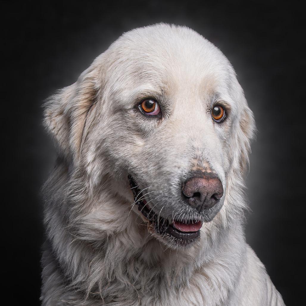 Mya, Adoptable, Adult Female Great Pyrenees.