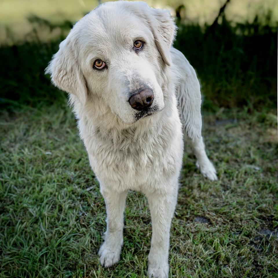 Enlarge Mya, a Adoptable Great Pyrenees in Sonoma, CA image 2/6