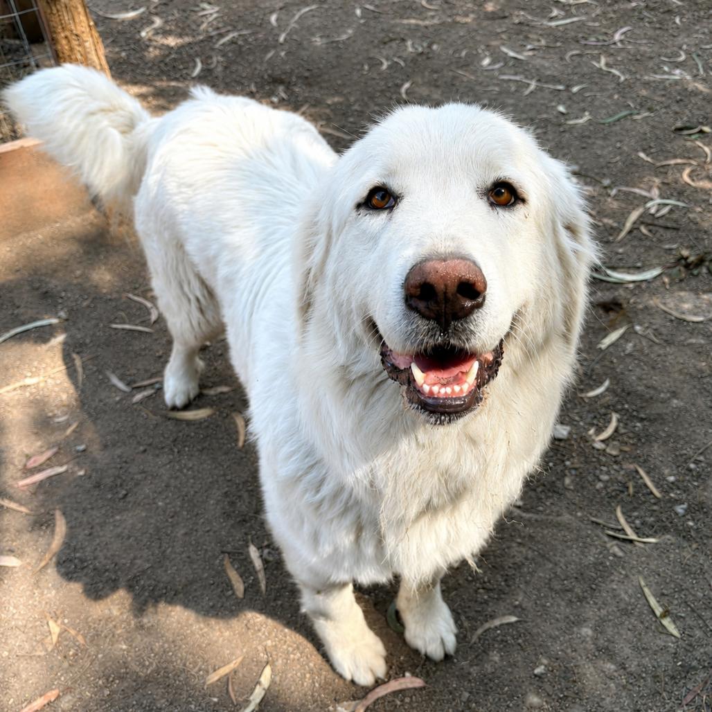 Enlarge Mya, a Adoptable Great Pyrenees in Sonoma, CA image 3/6