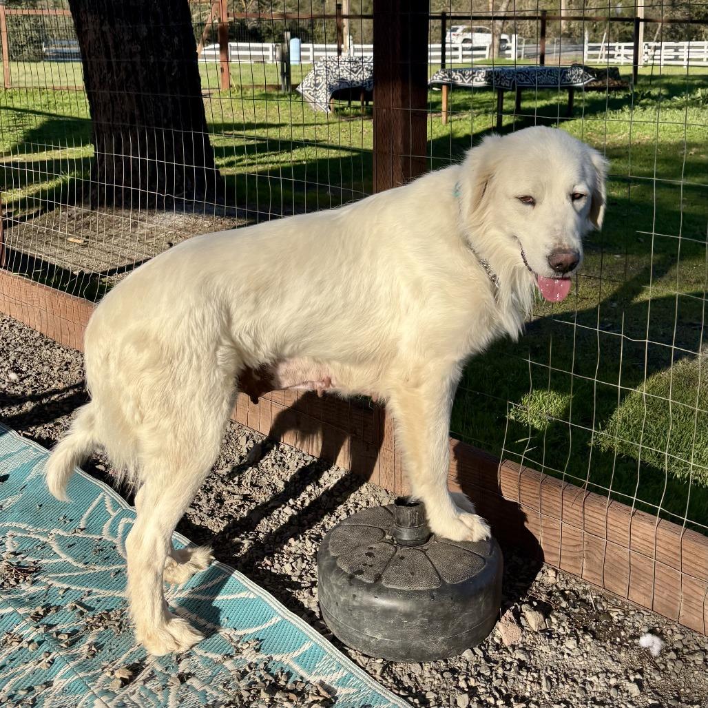 Enlarge Mya, a Adoptable Great Pyrenees in Sonoma, CA image 3/6