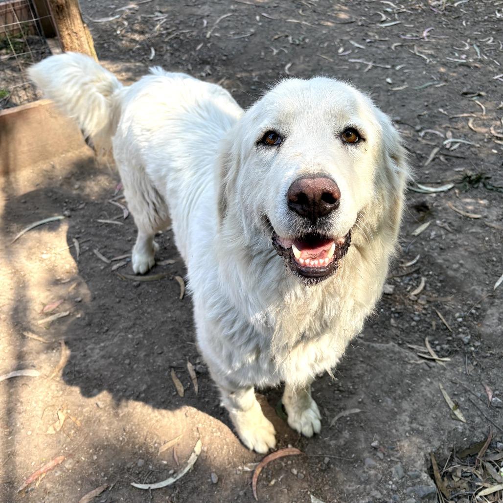 Enlarge Mya, a Adoptable Great Pyrenees in Sonoma, CA image 4/6