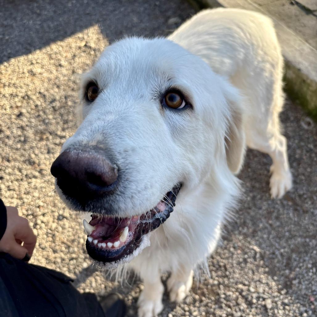 Enlarge Mya, a Adoptable Great Pyrenees in Sonoma, CA image 5/6