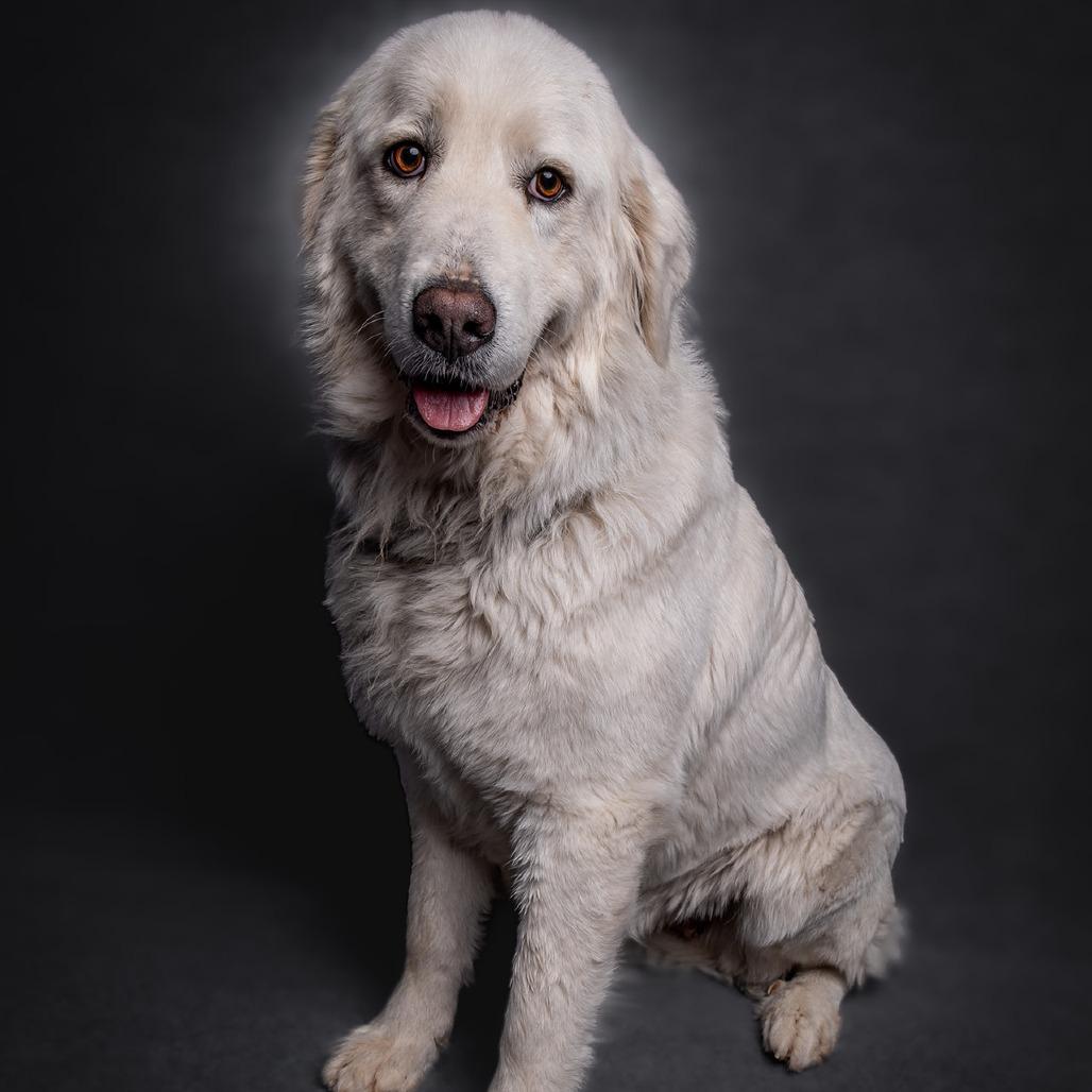 Enlarge Mya, a Adoptable Great Pyrenees in Sonoma, CA image 6/6