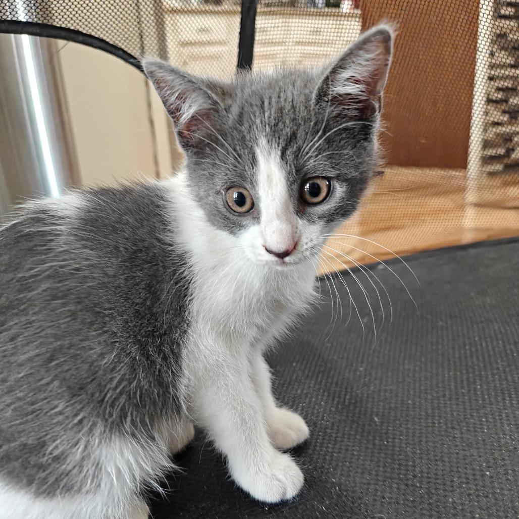 Manzanita, Adoptable, Kitten Female Domestic Short Hair.