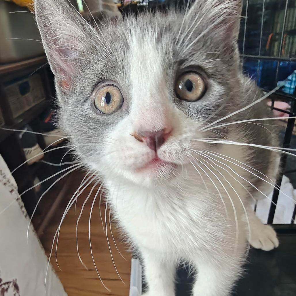 Enlarge Manzanita, a Adoptable Domestic Short Hair in Germantown, MD image 2/3