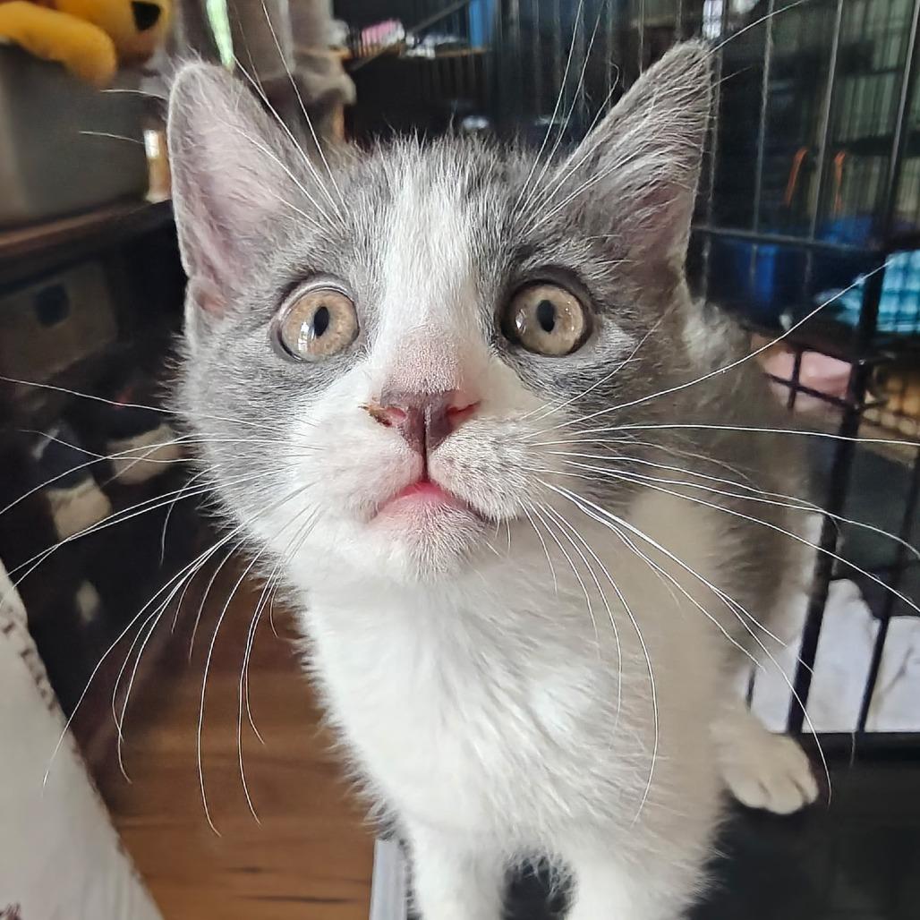 Enlarge Manzanita, a Adoptable Domestic Short Hair in Germantown, MD image 3/3