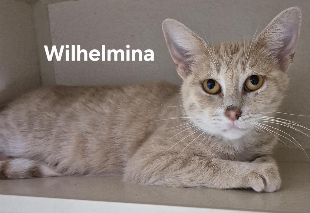 Enlarge Wilhelmina, a Adoptable mixed breed in Kendallville, IN image 1/1
