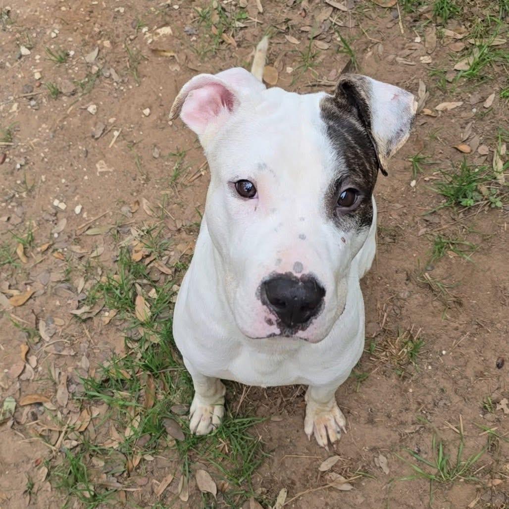Enlarge Petey , a Adoptable mixed breed in Southampton, PA image 3/6