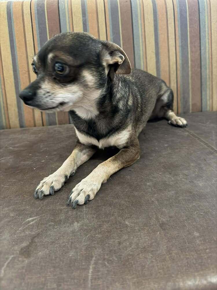 Enlarge Scooby Do, a ADOPTABLE Chihuahua in TUCSON, AZ image 2/2