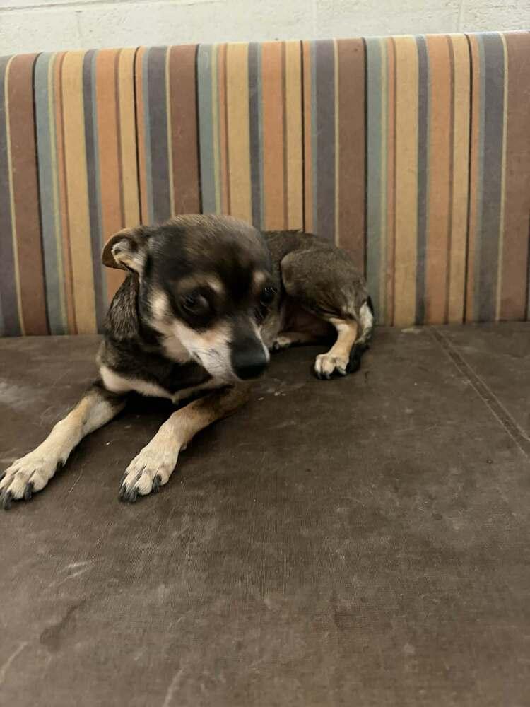 Enlarge Scooby Do, a ADOPTABLE Chihuahua in TUCSON, AZ image 1/2