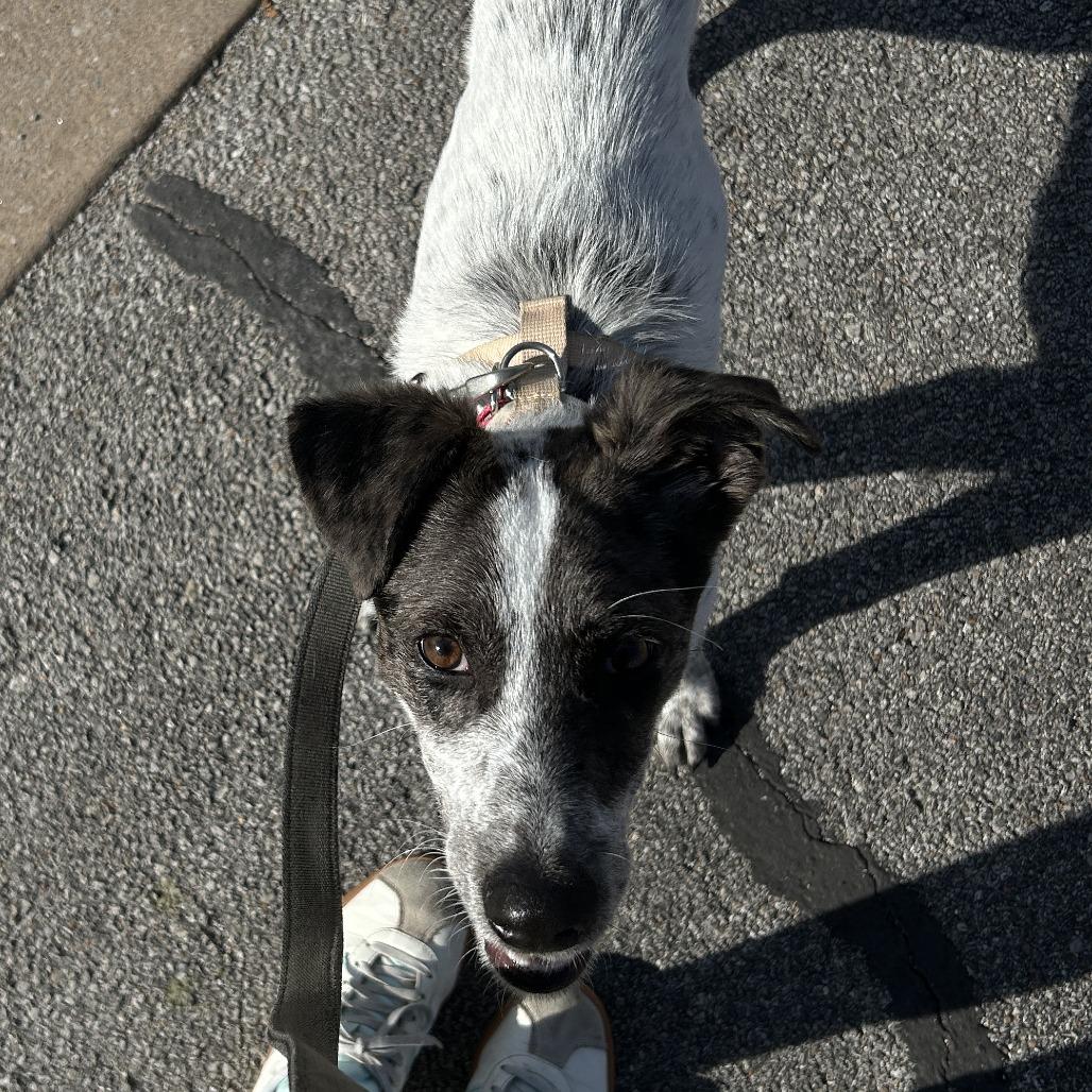 Enlarge Scotty, a Adoptable mixed breed in Tulsa, OK image 1/6
