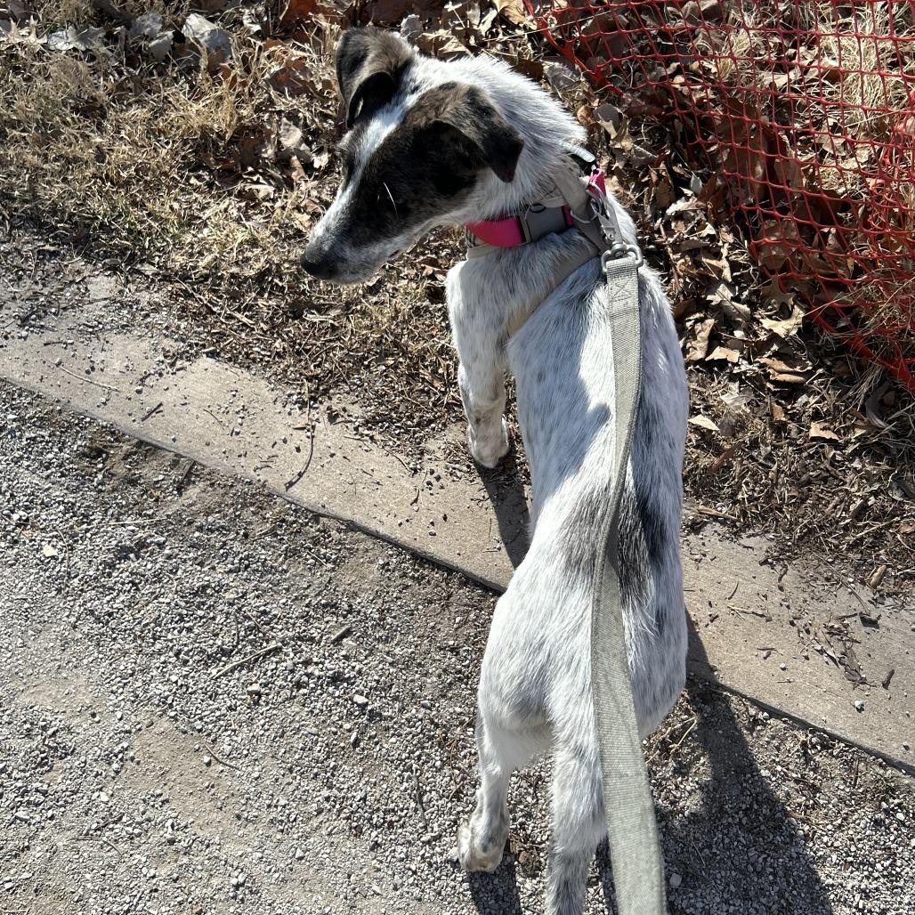 Enlarge Scotty, a Adoptable mixed breed in Tulsa, OK image 2/6