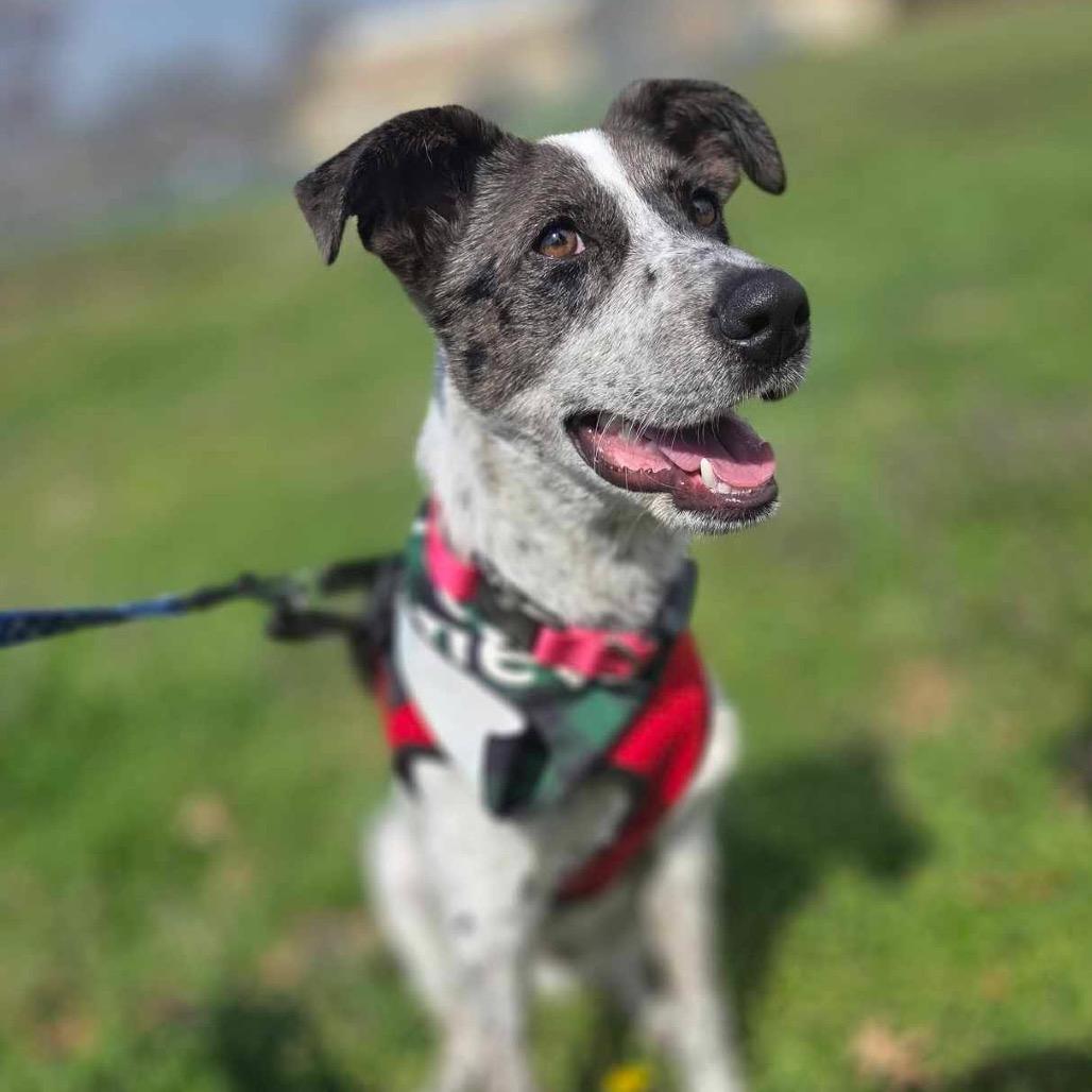 Enlarge Scotty, a Adoptable mixed breed in Tulsa, OK image 3/6