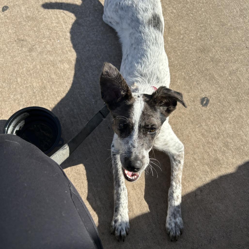 Enlarge Scotty, a Adoptable mixed breed in Tulsa, OK image 3/6