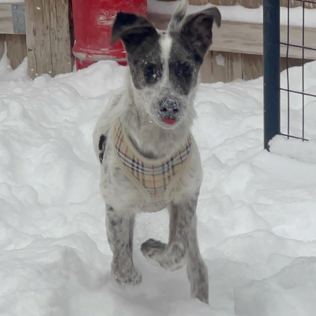 Enlarge Scotty, a Adoptable mixed breed in Tulsa, OK image 1/3