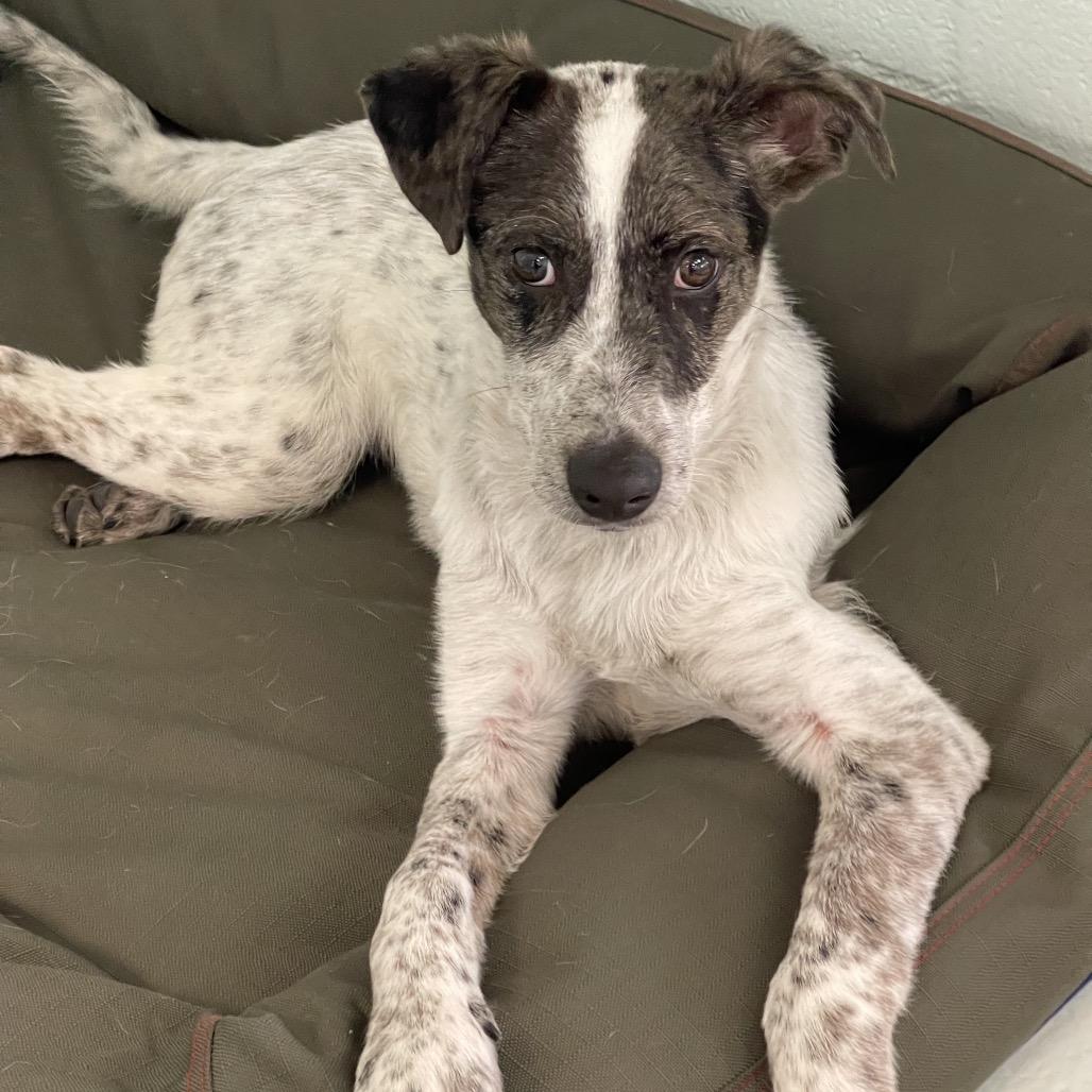 Enlarge Scotty, a Adoptable mixed breed in Tulsa, OK image 2/3