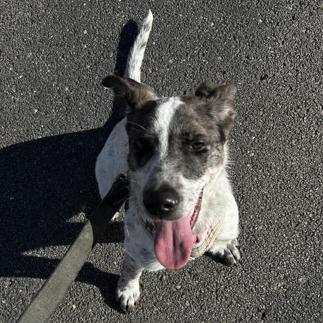 Enlarge Scotty, a Adoptable mixed breed in Tulsa, OK image 6/6