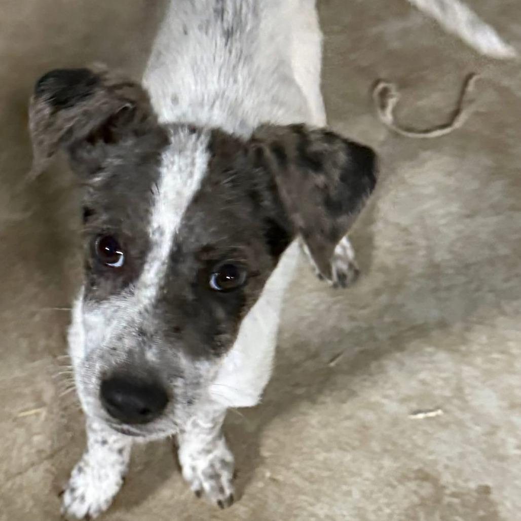 Enlarge Scotty, a Adoptable mixed breed in Tulsa, OK image 1/1
