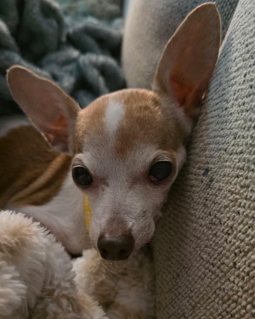Enlarge Dolly, a Adoptable Chihuahua in Bryan, TX image 1/6