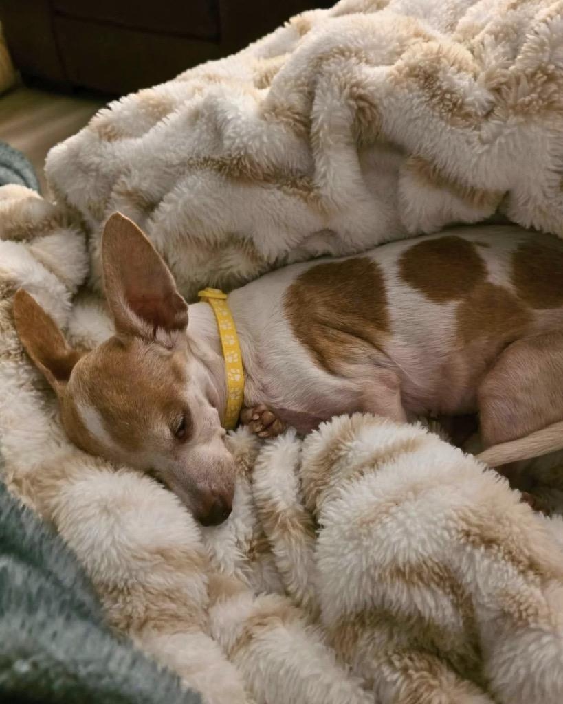 Enlarge Dolly, a Adoptable Chihuahua in Bryan, TX image 2/6