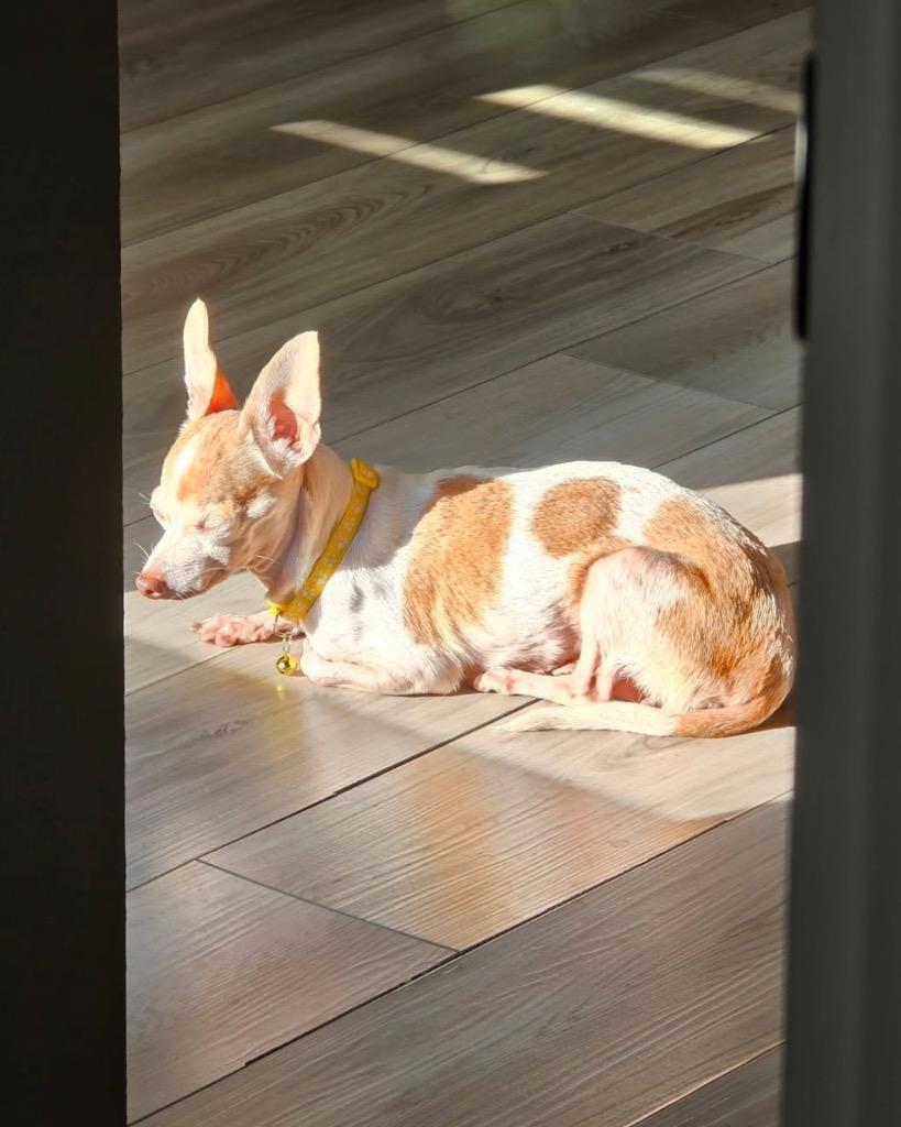 Enlarge Dolly, a Adoptable Chihuahua in Bryan, TX image 3/6