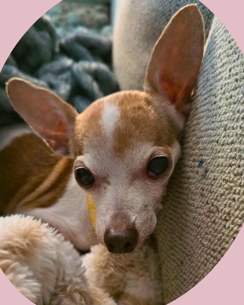 Enlarge Dolly, a Adoptable Chihuahua in Bryan, TX image 4/6