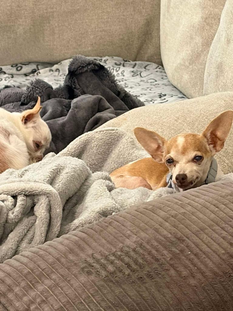 Enlarge Dolly, a Adoptable Chihuahua in Bryan, TX image 5/6