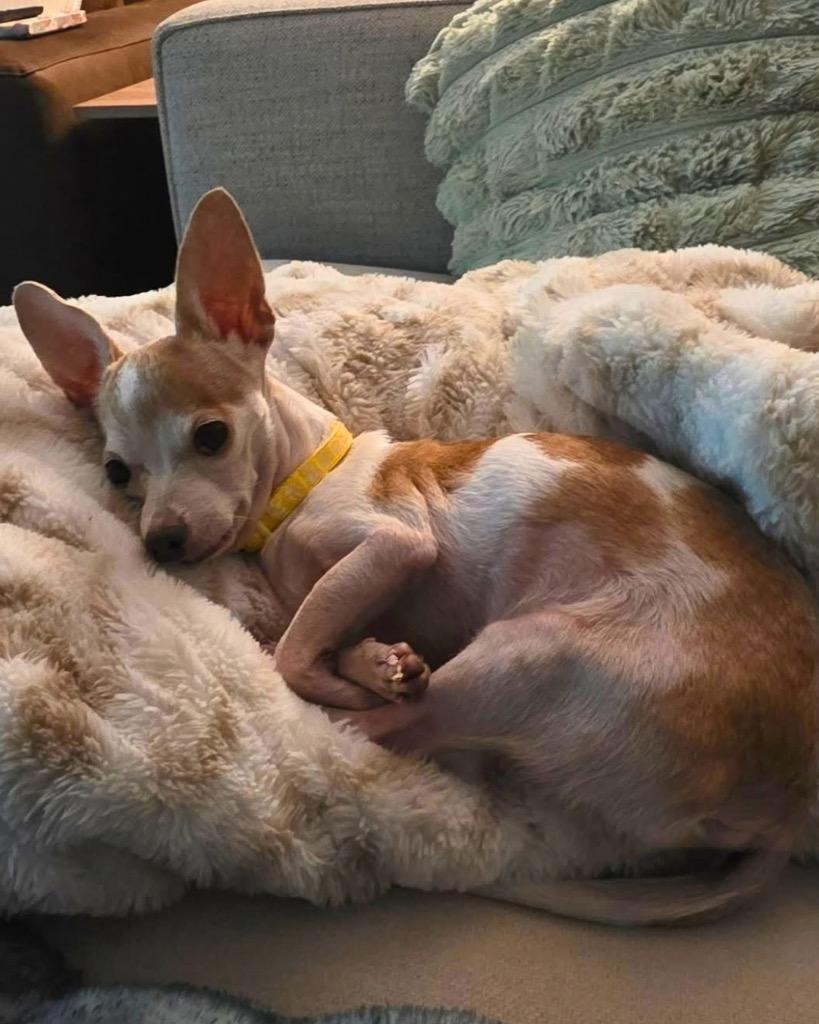 Enlarge Dolly, a Adoptable Chihuahua in Bryan, TX image 6/6