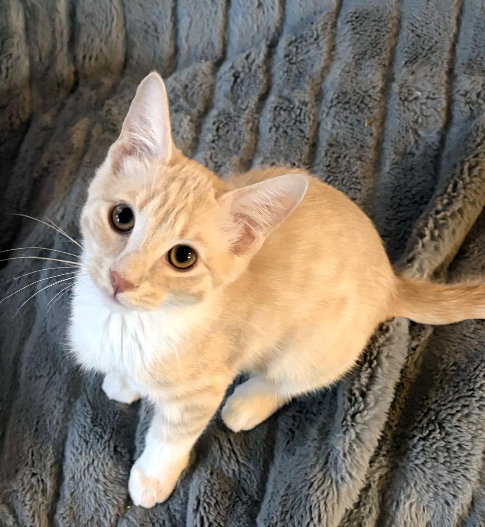 Harry Potter, Adoptable, Kitten Male Domestic Short Hair.