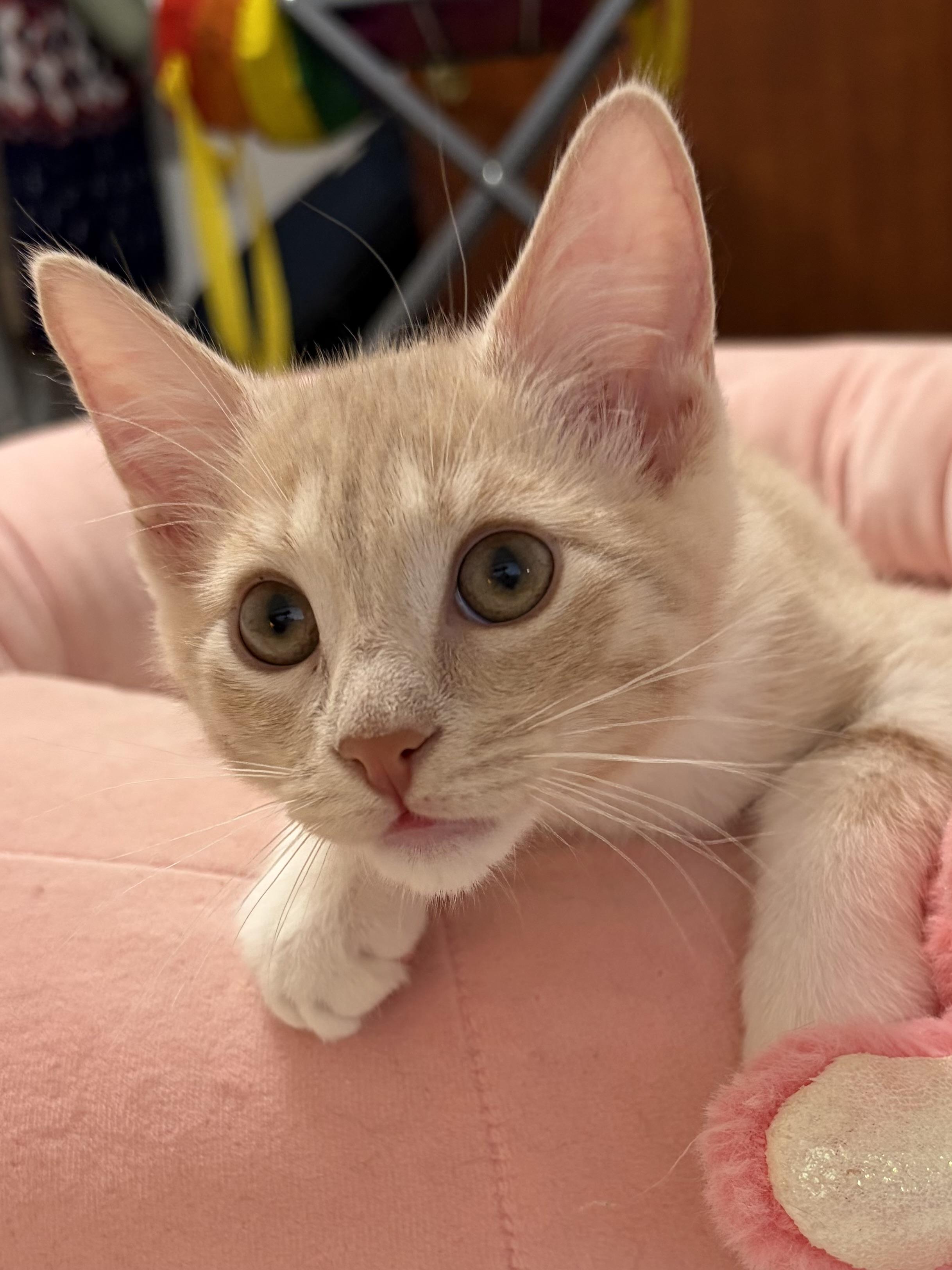 Enlarge Harry Potter, a Adoptable mixed breed in Davis, CA image 2/3