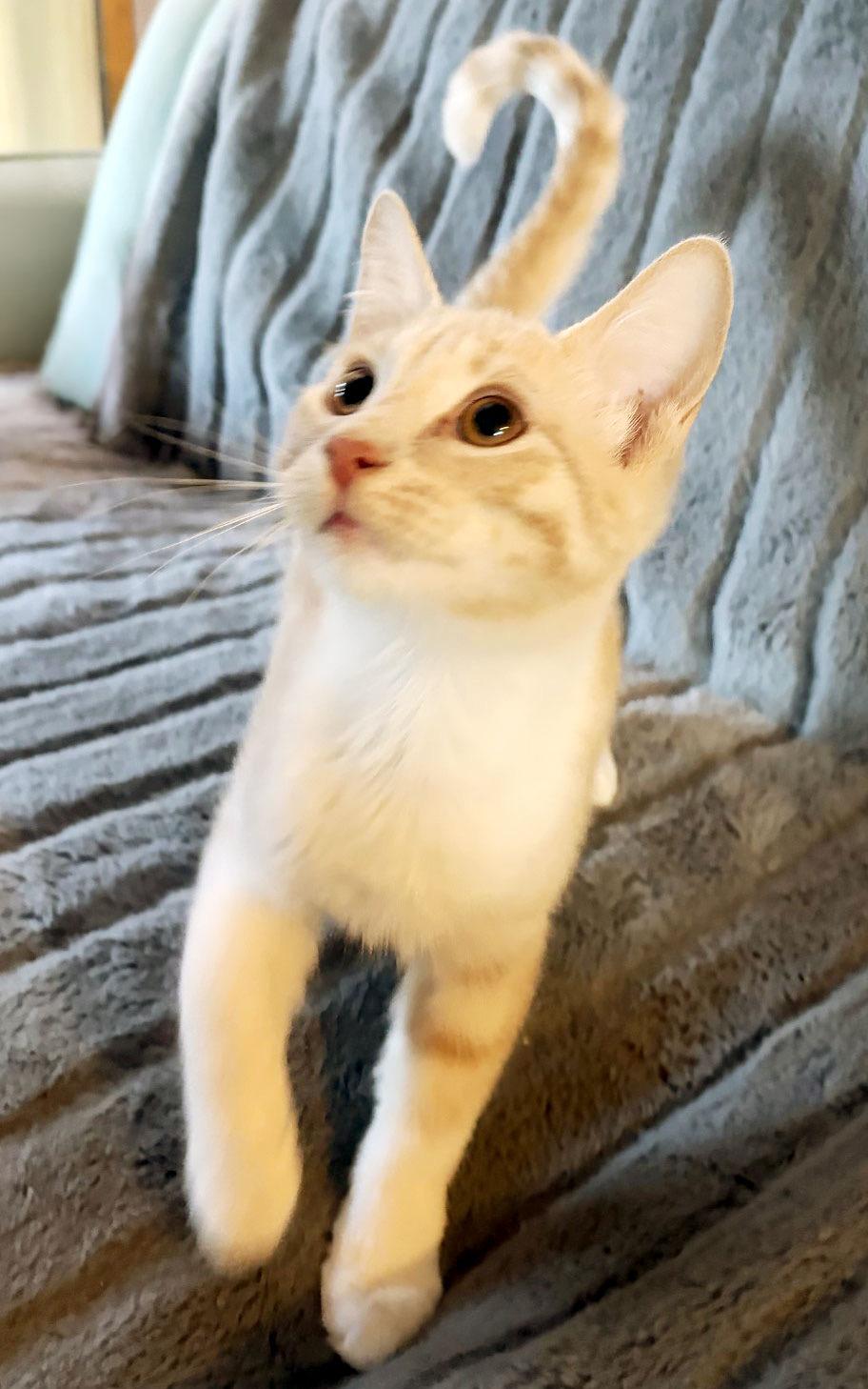 Enlarge Harry Potter, a Adoptable mixed breed in Davis, CA image 3/3